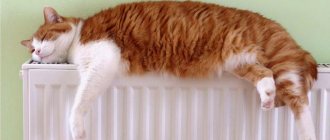Gato de la batería