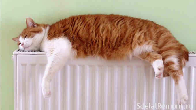 Gato de la batería