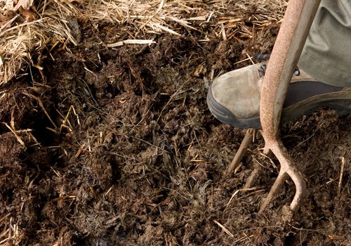 Il letame è un combustibile ecologico per una serra