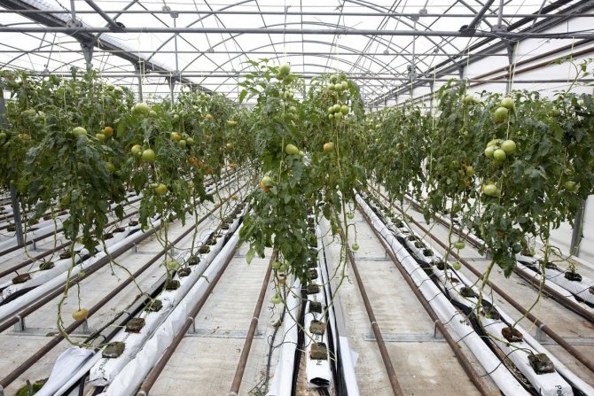 Riscaldamento di serre industriali con cavo scaldante