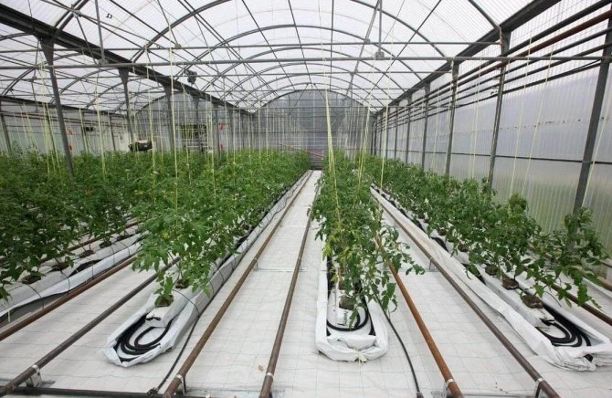 Riscaldamento di serre industriali con cavo scaldante