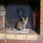 Верује се да се мачке осећају лоше и избегавају их. Изгледа да одобравају пећи од опеке.