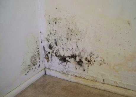 Tường và lớp cách nhiệt bị ẩm ướt, nấm mốc đã xuất hiện